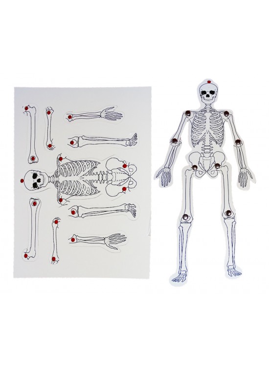 Anadolu Hareketli İskelet 35Cm Mukavva (1 Adet)