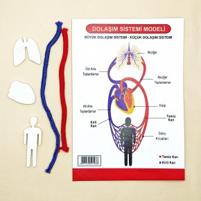 Anadolu Oyuncak Dolaşım Sistemi Modeli(1 Adet)