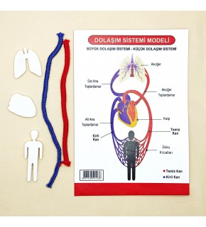 Anadolu Oyuncak Dolaşım Sistemi Modeli(1 Adet)