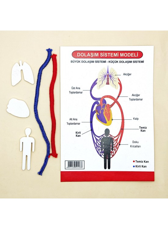 Anadolu Oyuncak Dolaşım Sistemi Modeli(1 Adet)