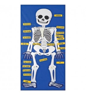 Anki Cırtlı İskelet Pano And-5119