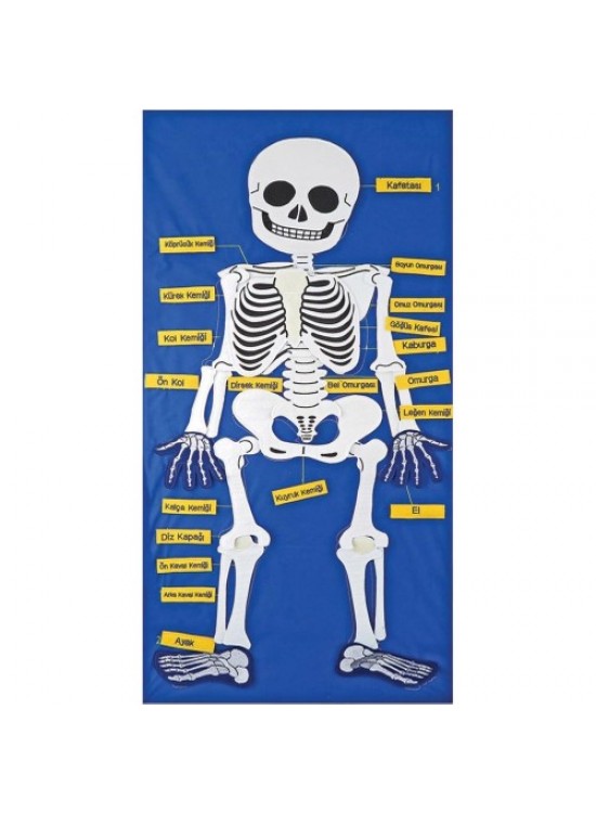 Anki Cırtlı İskelet Pano And-5119