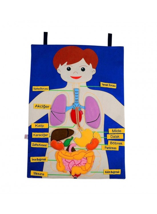 Anki Cırtlı Vücudumuz Pano And-5120