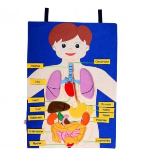 Anki Cırtlı Vücudumuz Pano İng. And-5166