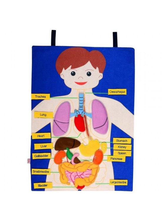 Anki Cırtlı Vücudumuz Pano İng. And-5166