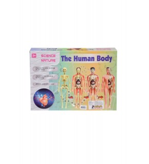 Asya Oyuncak Human Body Kutulu İnsan Vücudu 3302