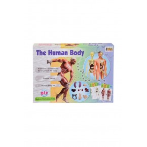Asya Oyuncak Human Body Kutulu İnsan Vücudu 3302