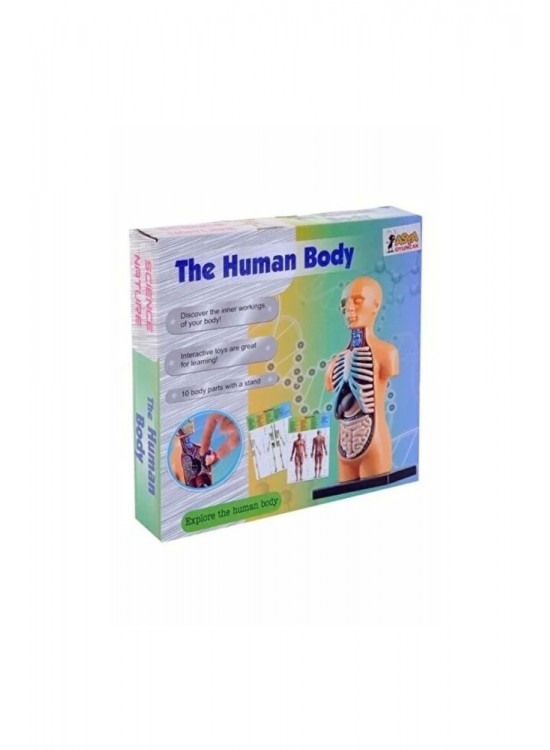 Asya Oyuncak Human Body Kutulu İnsan Vücudu 3305 Asya Oyuncak Human Body Kutulu İnsan Vücudu 3305