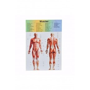 Asya Oyuncak Human Body Kutulu İnsan Vücudu 3305