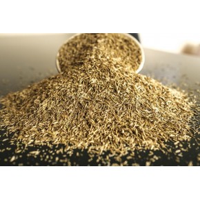 Çim Tohumu (1 Adet)