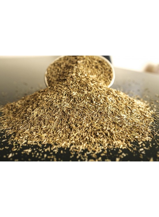 Çim Tohumu (1 Adet)