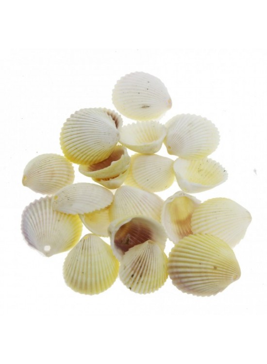 Deniz Kabuğu Askılı D3916