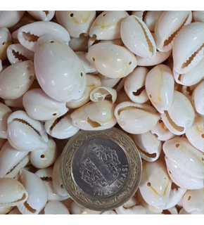 Deniz Kabuğu Delikli D2377