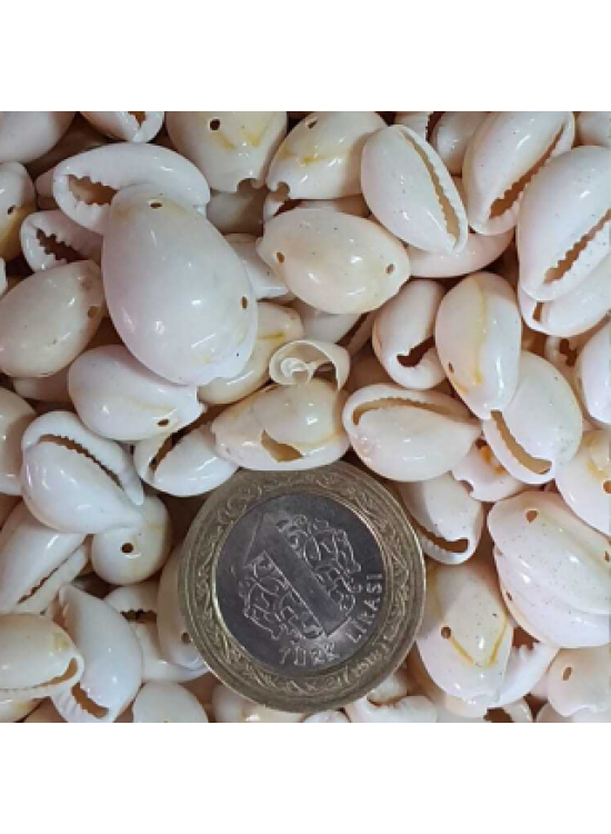 Deniz Kabuğu Delikli D2377