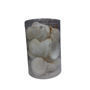 Deniz Kabuğu Kutulu