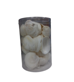 Deniz Kabuğu Kutulu