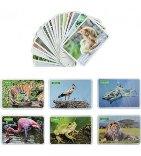 Dıy Toy İlk 50 Hayvan Flash Cards 12 Ay Üzeri