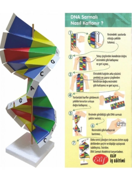 Dna Sarmalı Modeli Seti