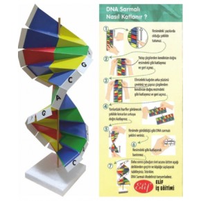 Dna Sarmalı Modeli Seti