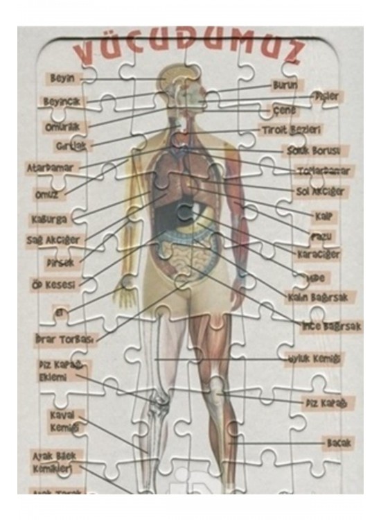 Ema Yap-Boz İnsan Vücudu 25x35 /Eleleilkadım