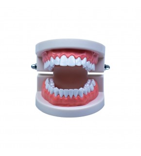 Emin Diş Modeli Anatomisi EM5120