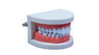Emin Diş Modeli Anatomisi EM5120