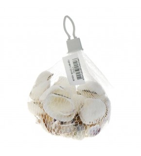 Fileli Deniz Kabuğu D0797