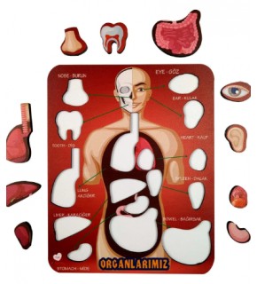 Gift Plus Ahşap Puzzle Organlarımız 20x25