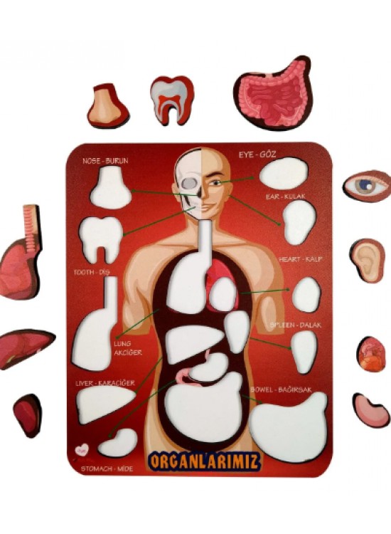 Gift Plus Ahşap Puzzle Organlarımız 20x25