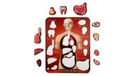 Gift Plus Ahşap Puzzle Organlarımız 20x25