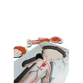 Gift Plus Ahşap Vücut Sistemleri 12x20 8 li