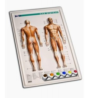 Gürbüz Kabartma Kas Sistemi 35x50