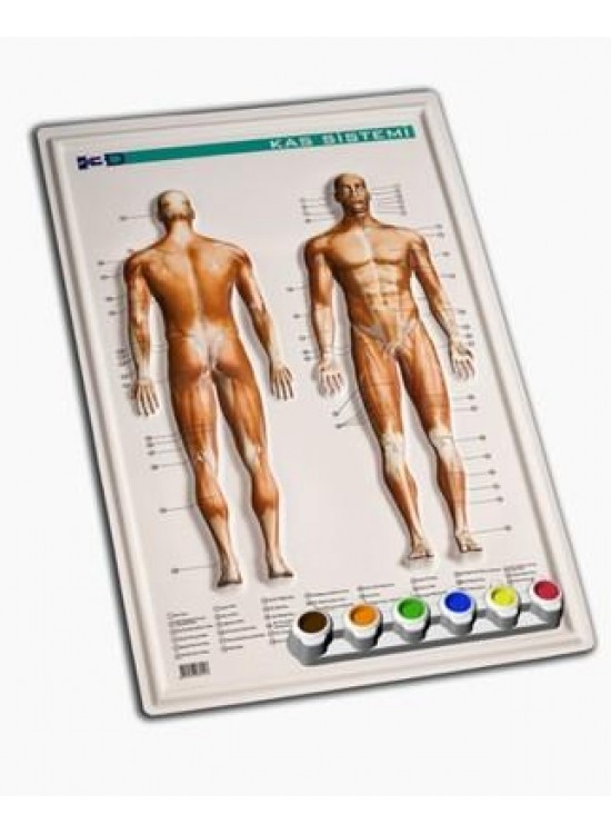 Gürbüz Kabartma Kas Sistemi 35x50