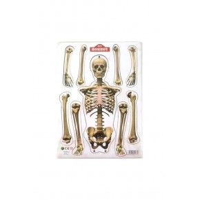 Hareketli Ahşap İskelet Modeli