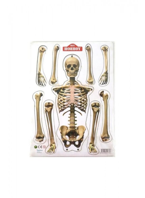 Hareketli Ahşap İskelet Modeli