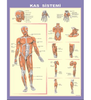 İskelet-Kas-Boşaltım-Göz - Harita K-108