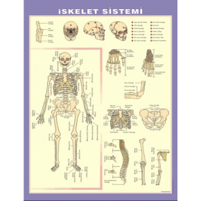 İskelet-Kas-Boşaltım-Göz - Harita K-108