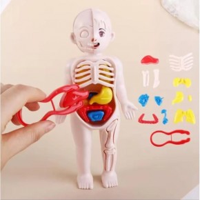 Joco İnsan Vücudu Anatomisi 20cm