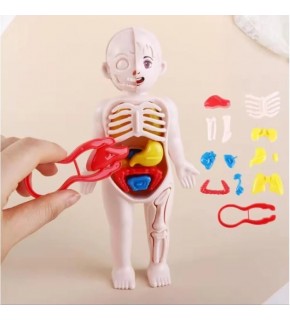 Joco İnsan Vücudu Anatomisi 20cm