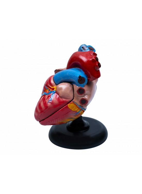 Kalp Anatomisi Kalp Anatomisi