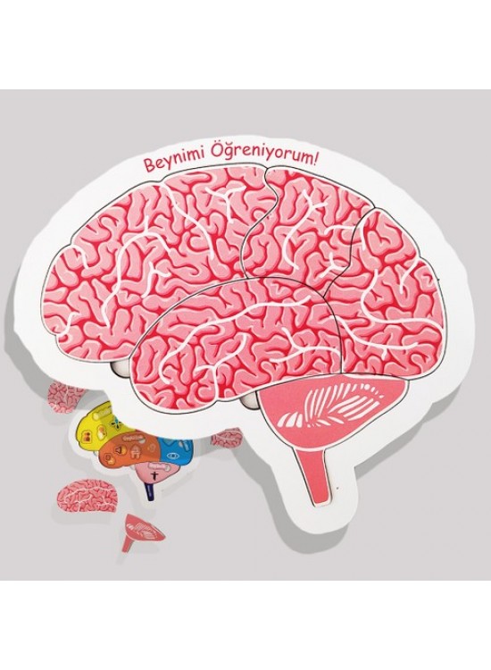 Moon Beavers Beynimi Öğreniyorum Ahşap Eğitici Oyun