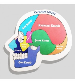 Moon Beavers Kafanın Yapısı Ahşap Eğitici Oyun