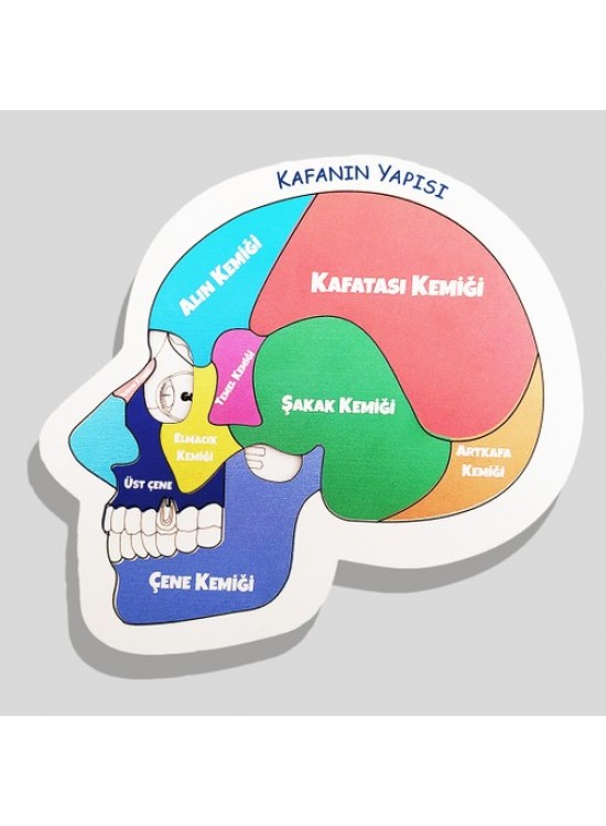 Moon Beavers Kafanın Yapısı Ahşap Eğitici Oyun Moon Beavers Kafanın Yapısı Ahşap Eğitici Oyun
