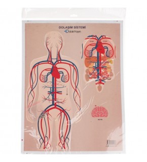 Odak Dolaşım Sistemi