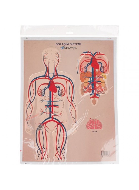 Odak Dolaşım Sistemi