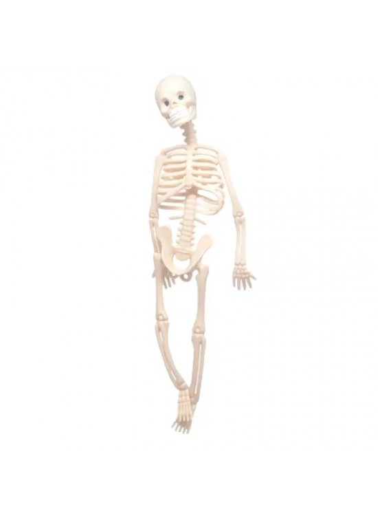 Plastik İskelet (1 Adet) Plastik İskelet (1 Adet)
