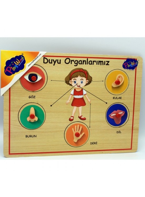 Playwood Ahşap Tutmalı Organlar Ony-166/167